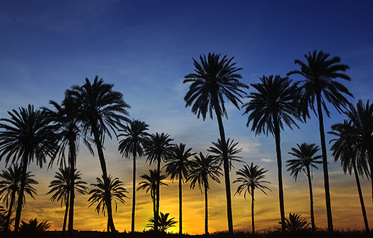 Palm Trees